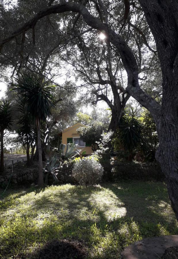 House In The Olive Garden