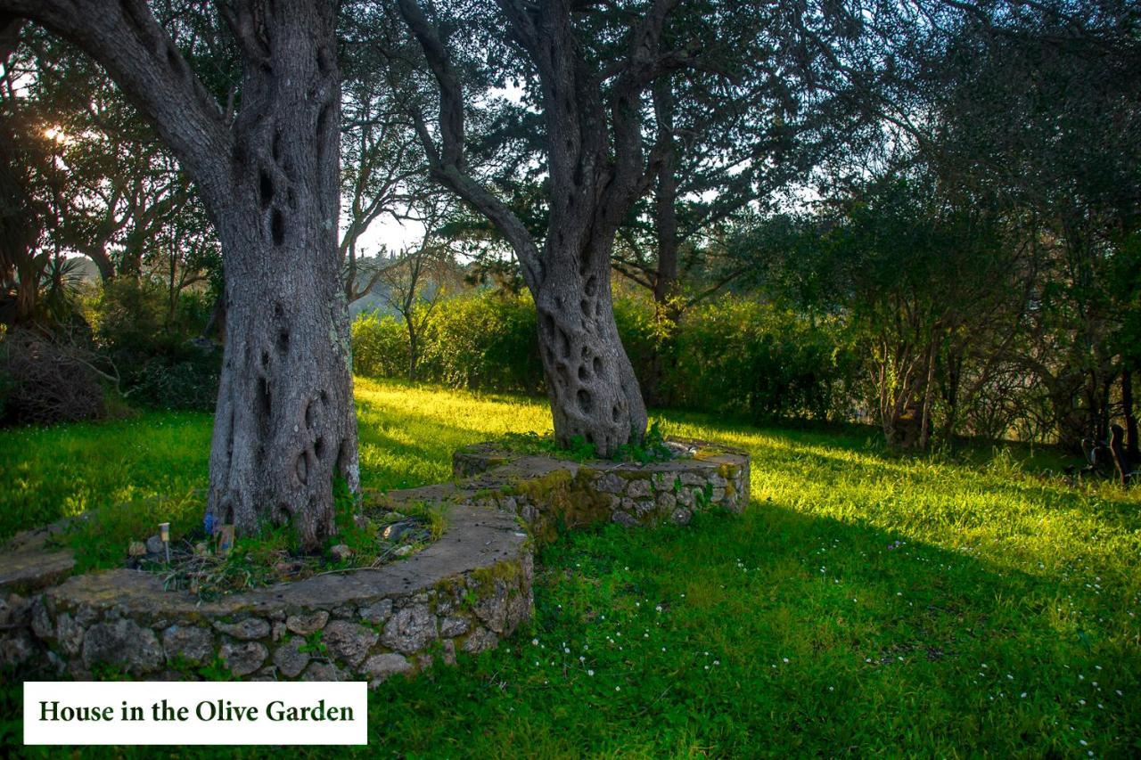 House In The Olive Garden