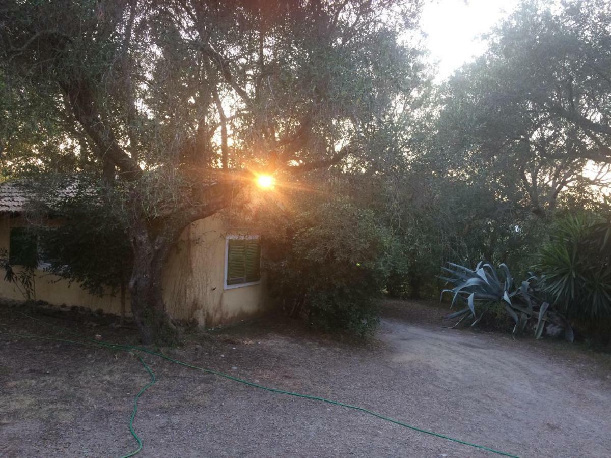 House In The Olive Garden