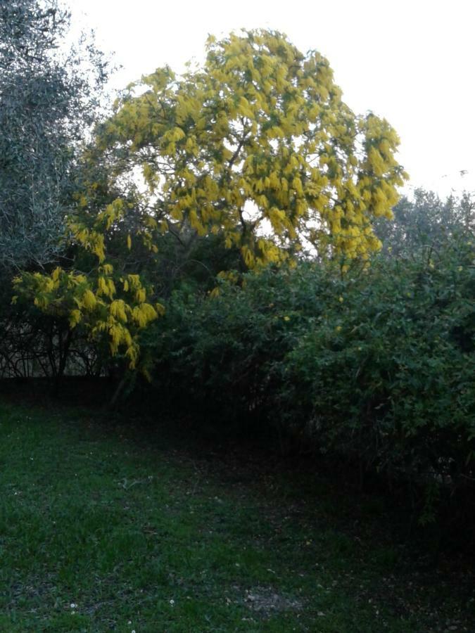 Apartment House In The Olive Garden Agios Ioannis (Corfu)