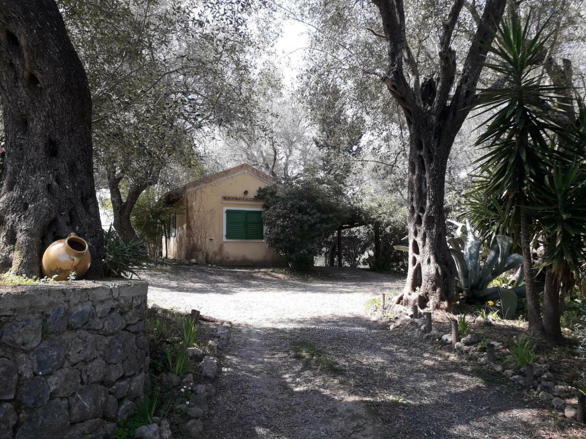 House In The Olive Garden Apartment Agios Ioannis (Corfu)