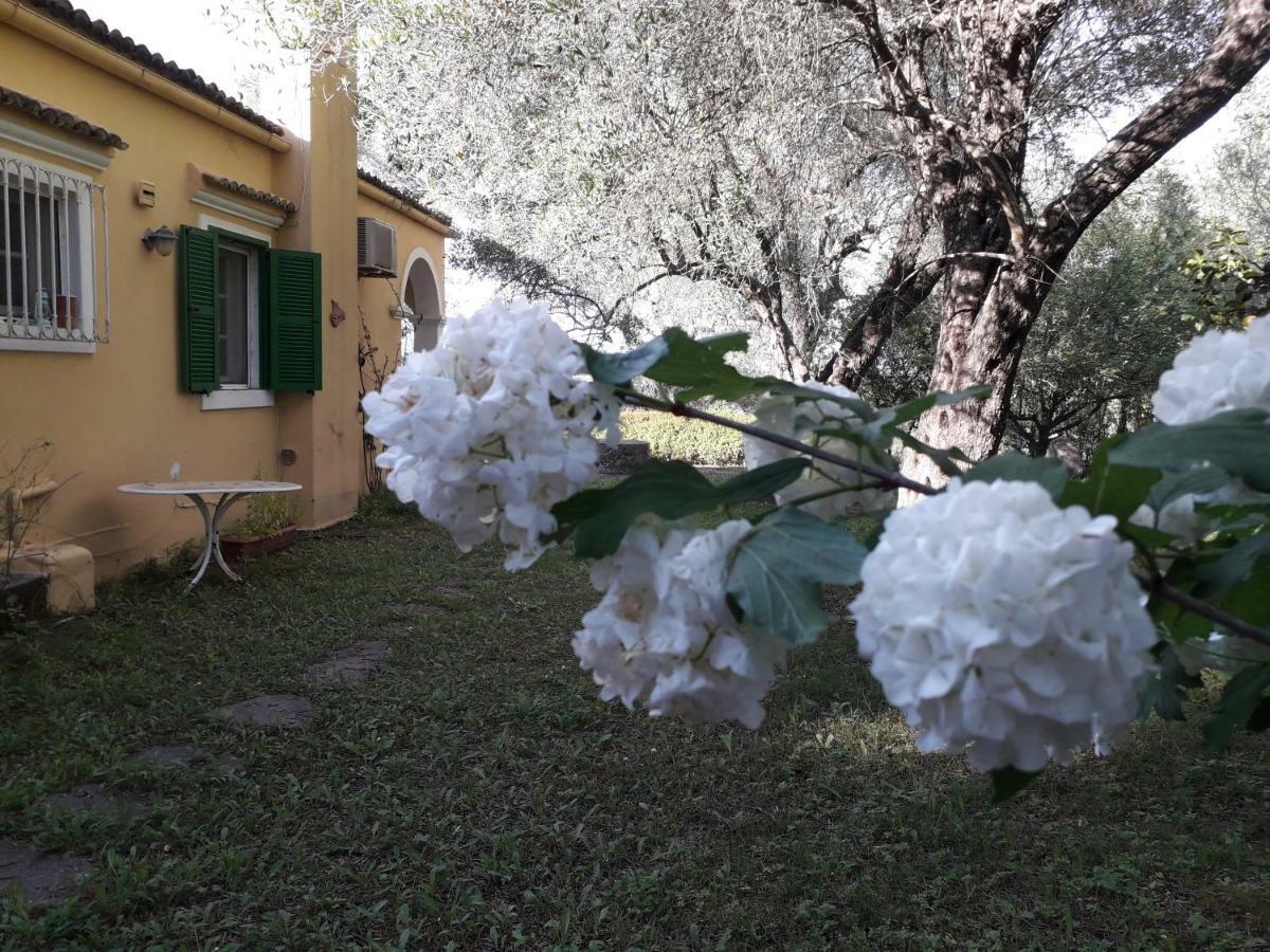 House In The Olive Garden *